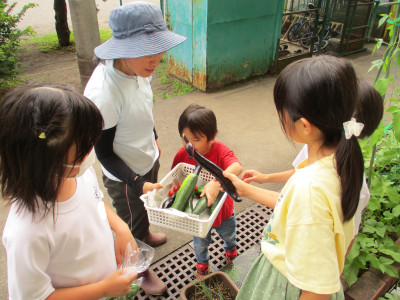 野菜の収穫